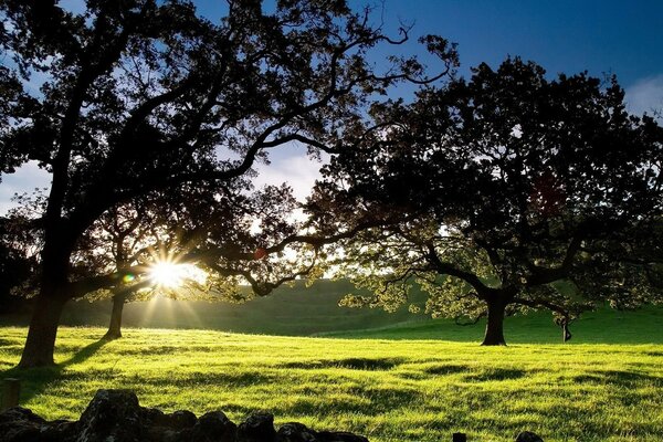 Sonnenaufgang auf einer wunderschönen Lichtung