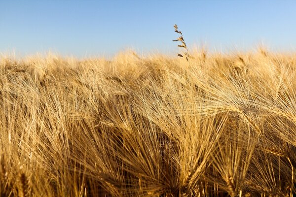 Wheat field is ready for harvesting in the blue sky