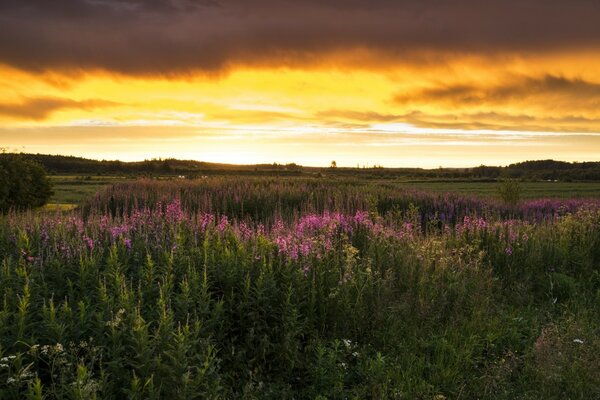 Schattige Sommerlandschaft bei Sonnenuntergang