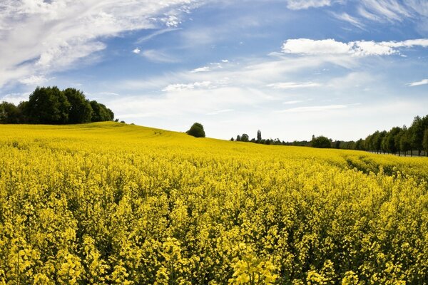 Beautiful yellow flowering fields