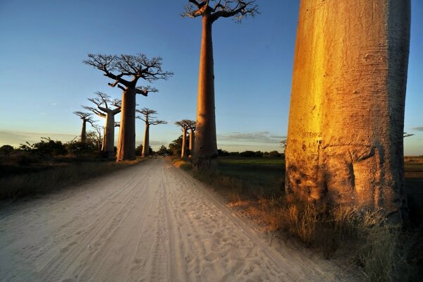 Trees by the road at sunset