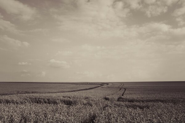 Foto in bianco e nero del paesaggio agricolo coltivato