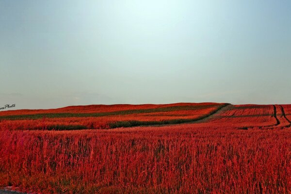 Schönes rotes Feld mit Straßen