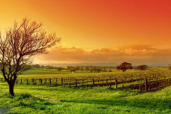 Landschaft der sesischen Felder