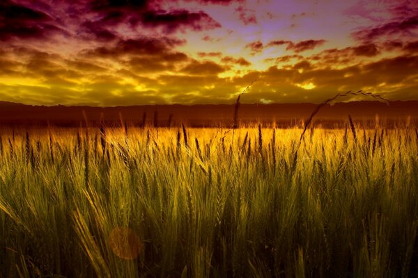 Aufsteigender Weizen im purpurroten Sonnenuntergang