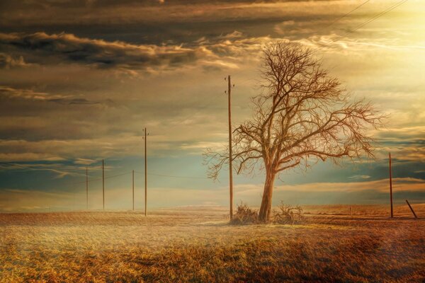 Lignes électriques en bois