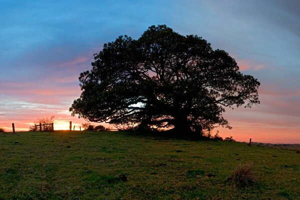 Árvore solitária ao pôr do sol