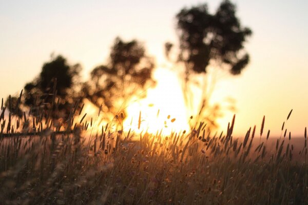 Coucher de soleil sur un champ de blé