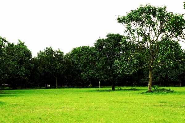 Paesaggi di dereno sull erba verde