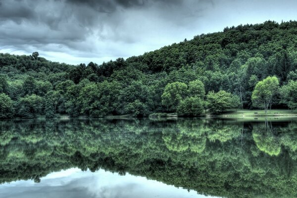 Bosque denso a orillas de un lago cristalino