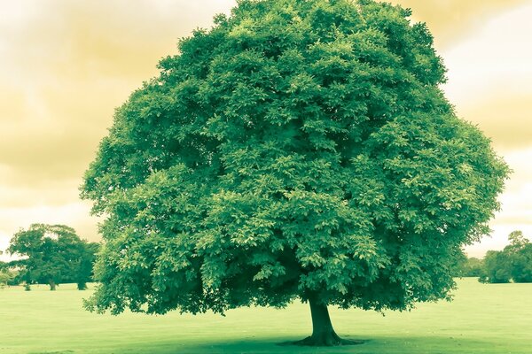 A large tree growing in a clearing