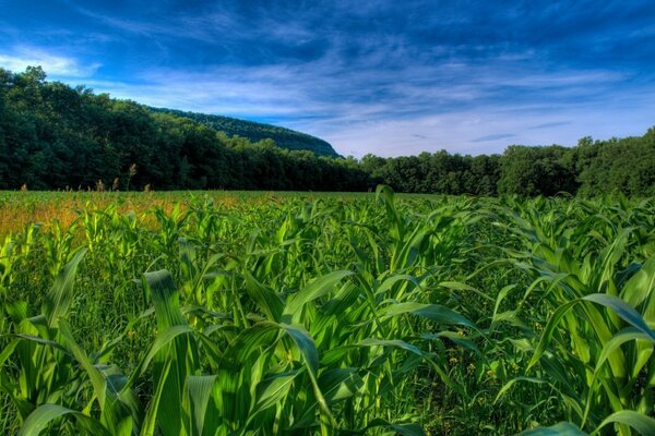 Un campo de maíz contra el cielo