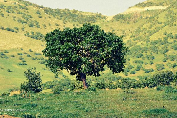 A flowering tree between two hills