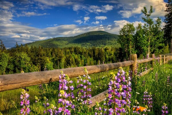 Wooden fence in the forest