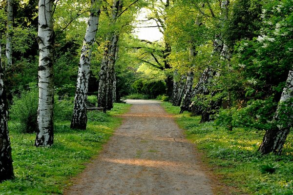 Chemin de terre bordée d arbres