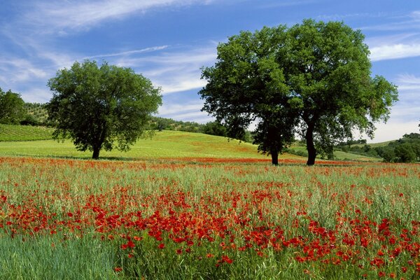 Fleurs rouges sur fond d arbres