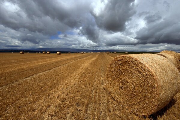 Mucchi di fieno su un campo smussato con paesaggio di grano