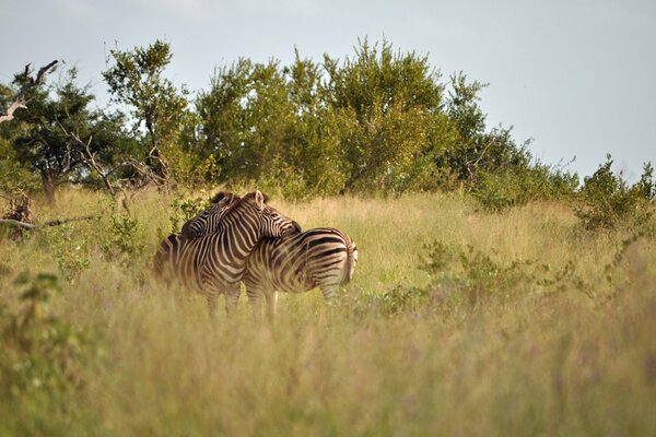 Wildlife zebras at a meeting