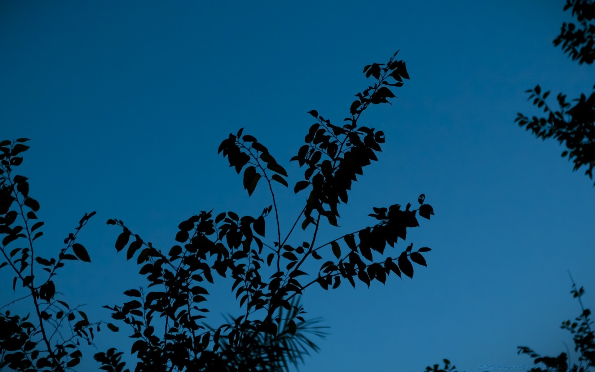 landschaft baum blatt natur vogel flora himmel im freien landschaft zweig tageslicht licht blume herbst