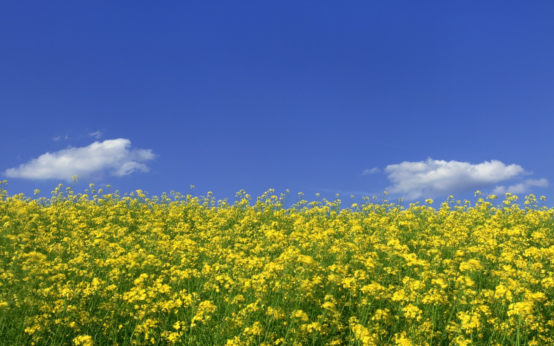 landscapes flower field landscape agriculture nature rural summer countryside hayfield sky outdoors flora crop environment farm grass sun fair weather farmland