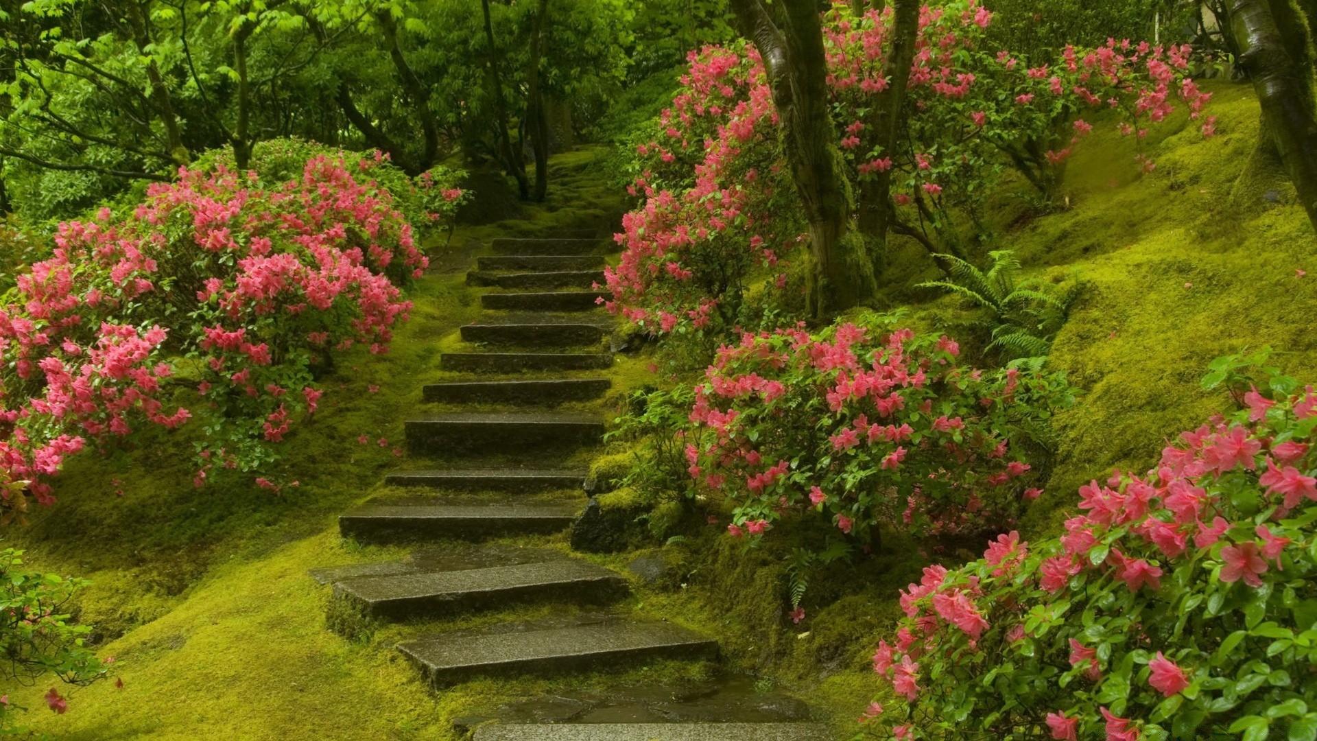 landscapes flower garden park tree leaf nature rhododendron outdoors landscape flora wood footpath guidance shrub summer arboretum lush season botanical