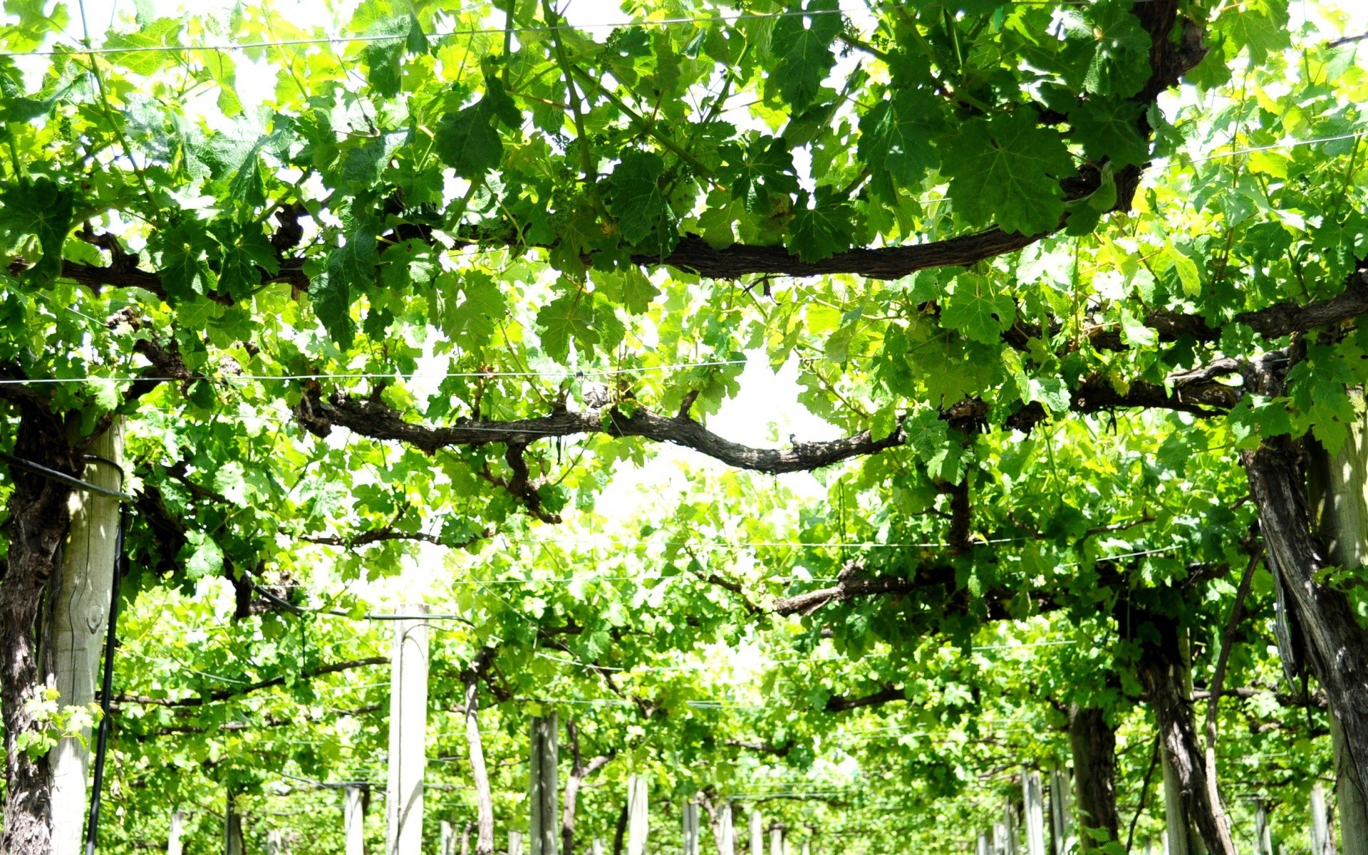 landschaft blatt wachstum natur baum flora holz landschaft sommer filiale im freien landwirtschaft saison garten des ländlichen gutes wetter umwelt draußen rebe landschaftlich