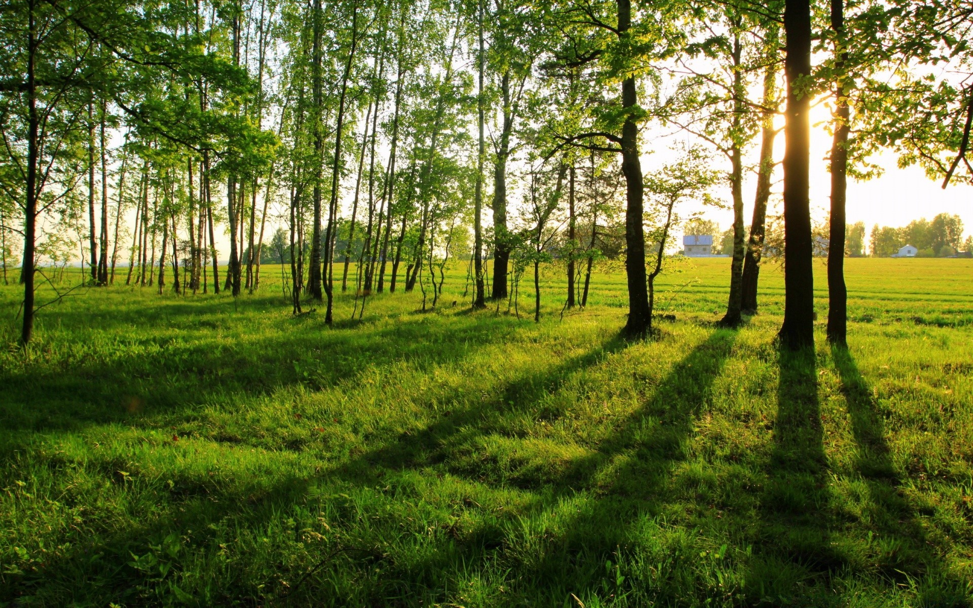 krajobrazy krajobraz drewno natura drzewo trawa środowisko dobra pogoda słońce park liść wiejski świt sezon scena kraj krajobrazy wiejski flora malowniczy lato