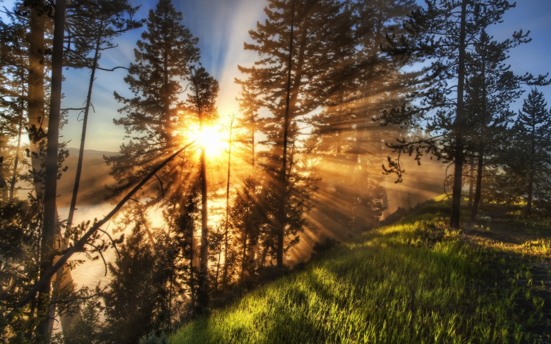 paisagens madeira paisagem natureza madeira amanhecer sol bom tempo névoa temporada pinho outono ao ar livre névoa pôr do sol luz parque cênica ambiente brilhante