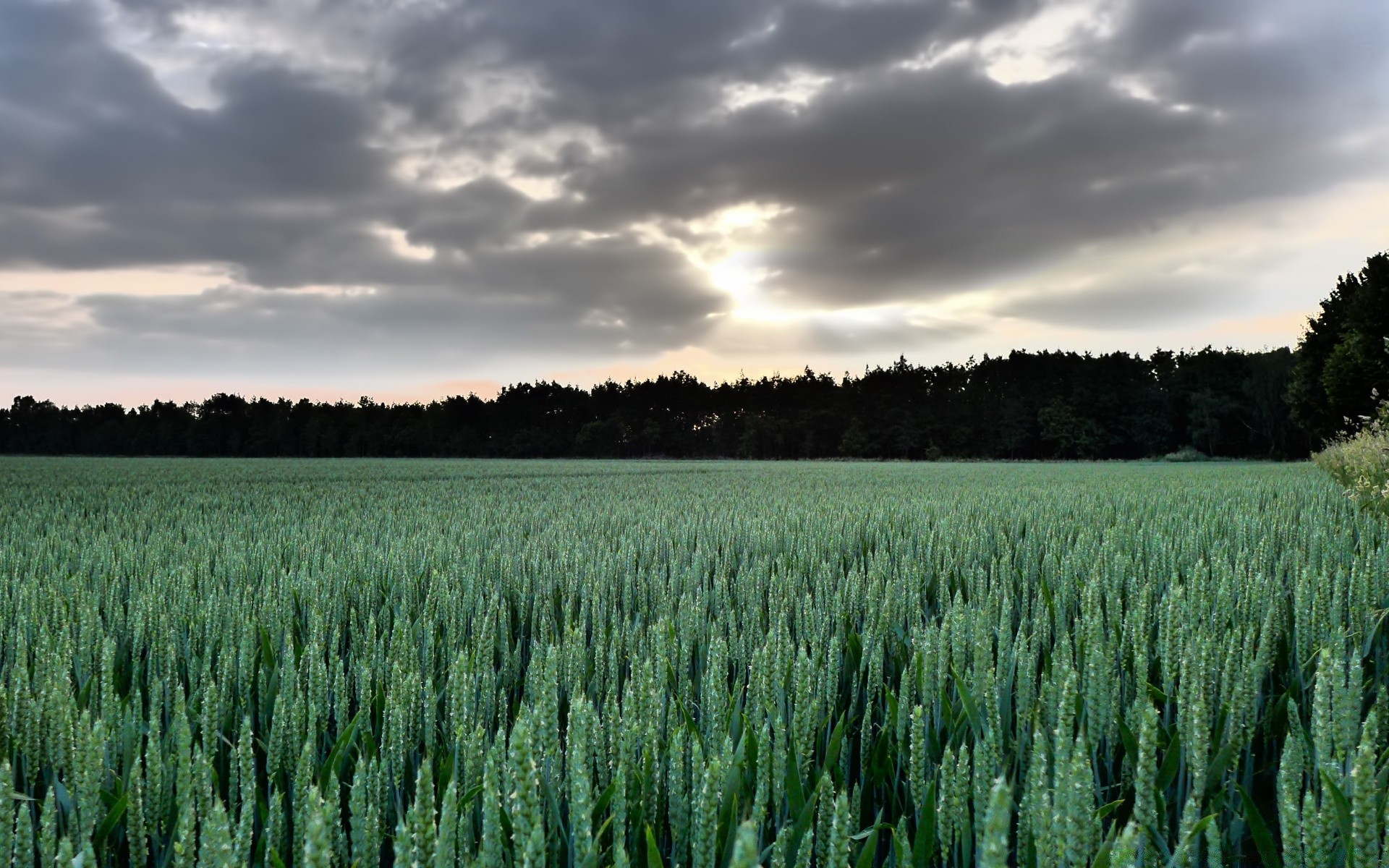 paesaggio agricoltura rurale pascolo cereali fattoria raccolto grano all aperto campagna natura paesaggio campo mais crescita estate terreno agricolo