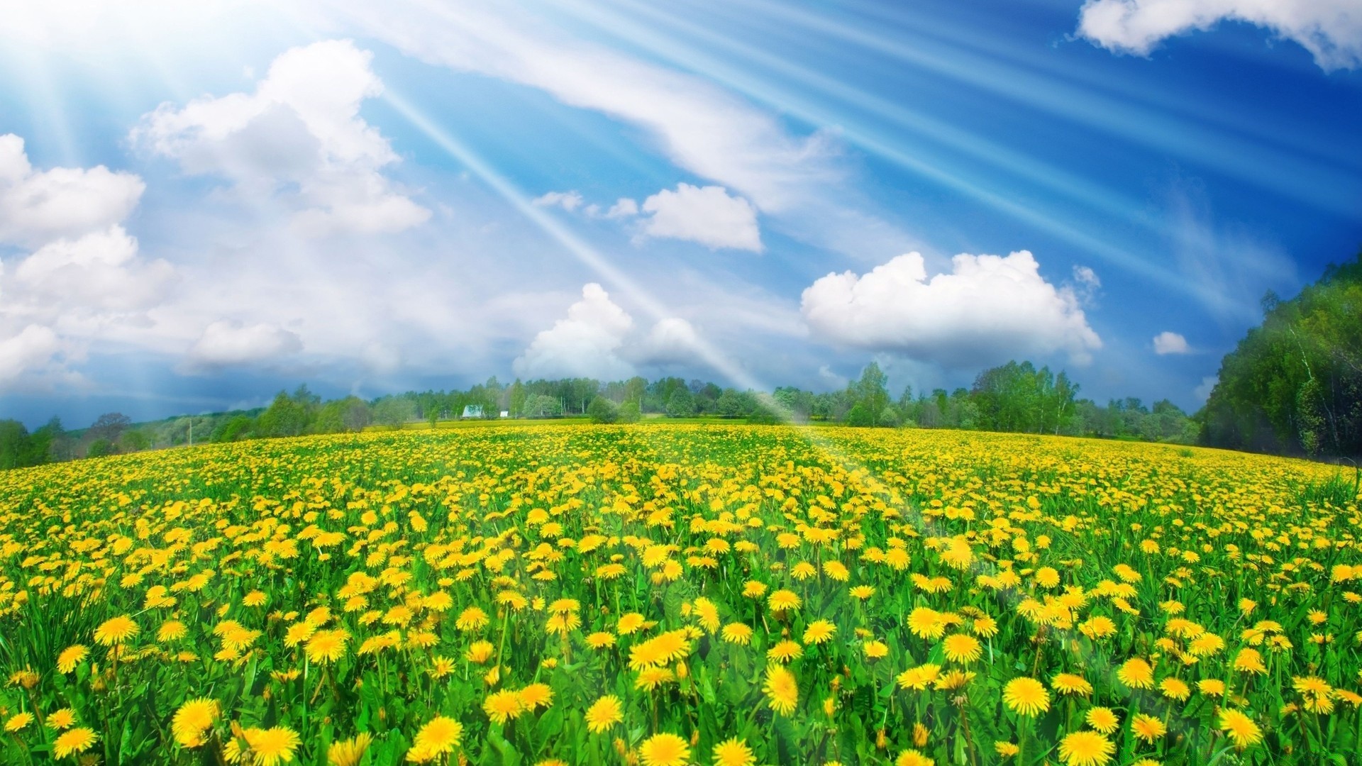 landscapes hayfield landscape field grass rural summer outdoors nature agriculture countryside pasture fair weather grassland farm idyllic environment flora growth sky