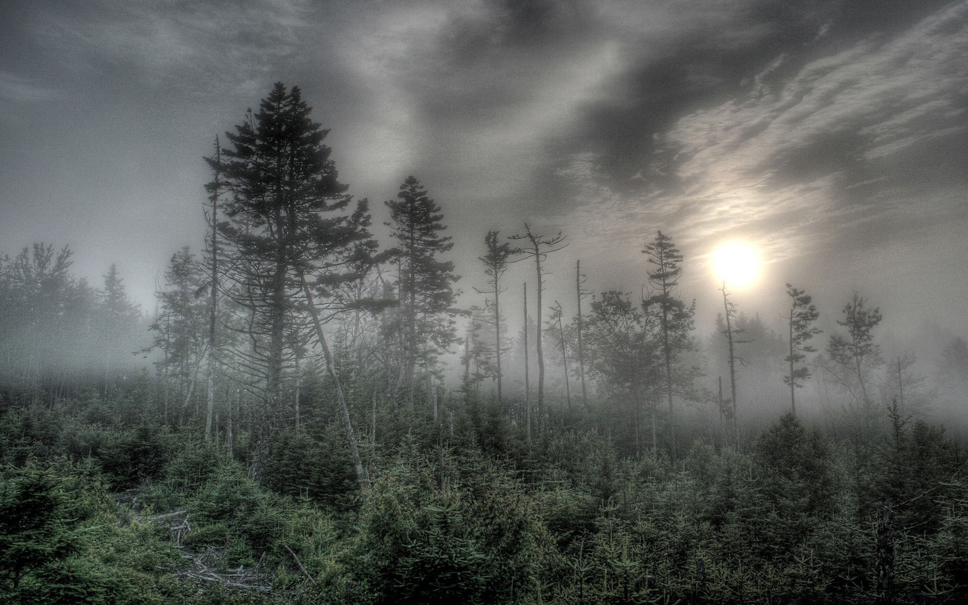 krajobrazy krajobraz drzewo mgła natura mgła świt drewno słońce zima niebo pogoda jesień monochromatyczny na zewnątrz