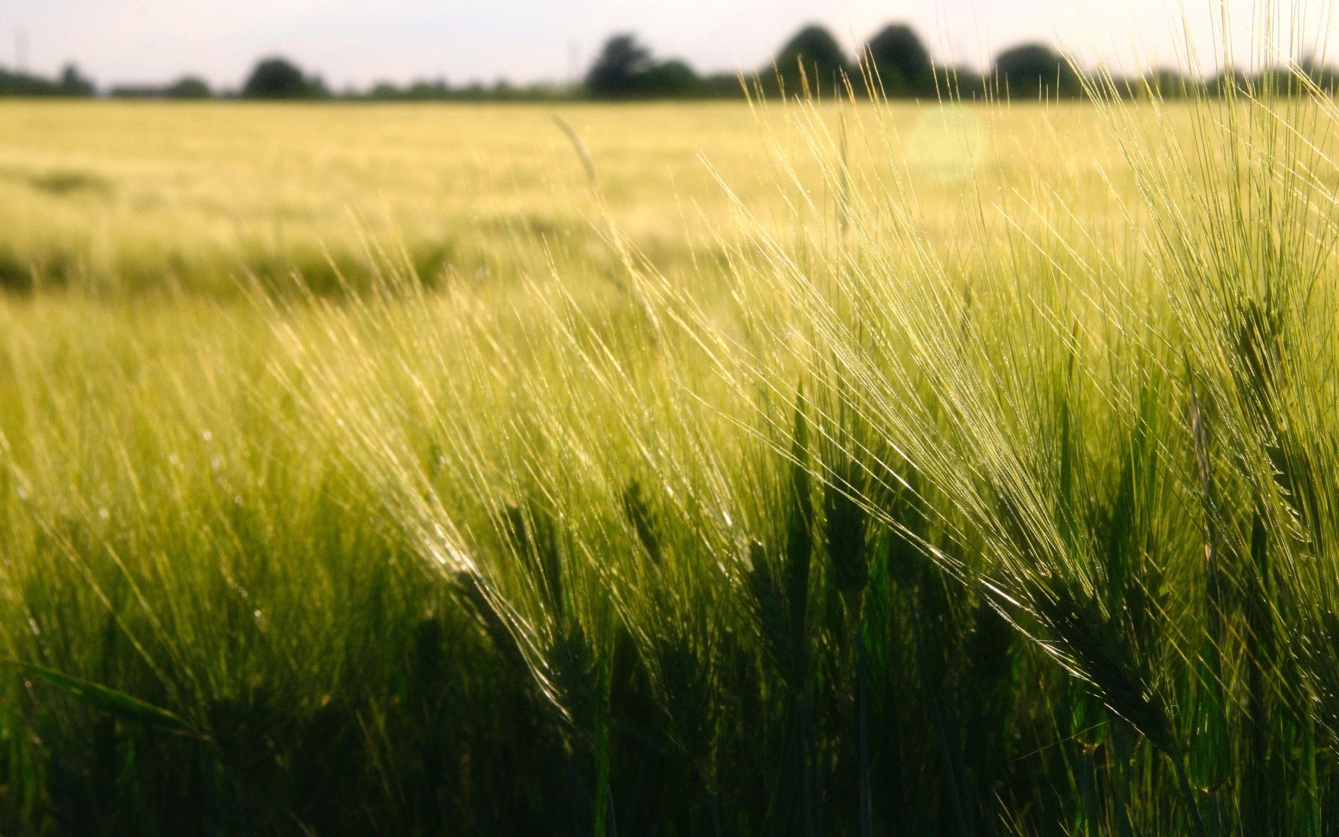 paesaggio cereali grano campo fattoria raccolto pascolo rurale agricoltura mais crescita erba fieno paesaggio seme campagna paese orzo oro pane sole