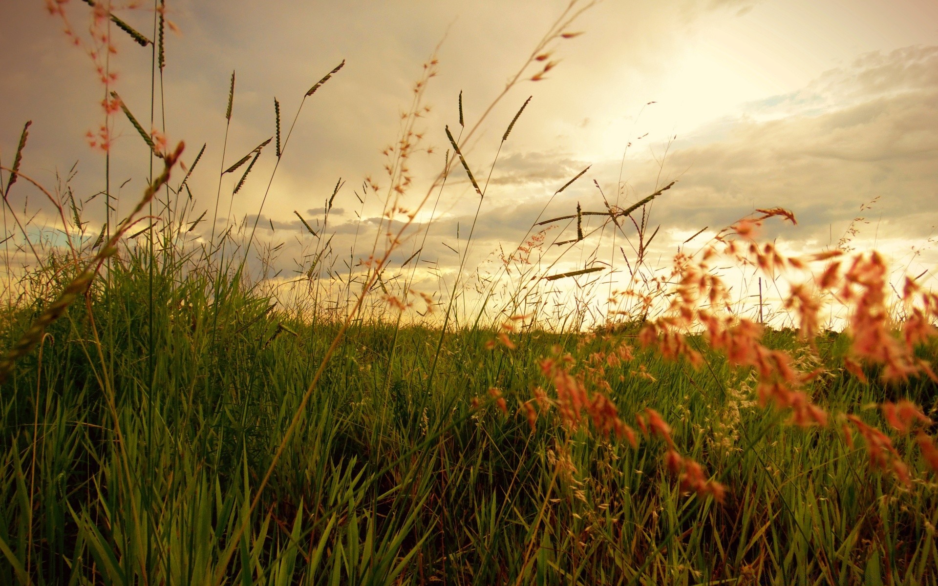 paysage champ herbe paysage soleil coucher de soleil aube nature foin été flore ciel ferme beau temps croissance rural fleur couleur pays lumière à l extérieur