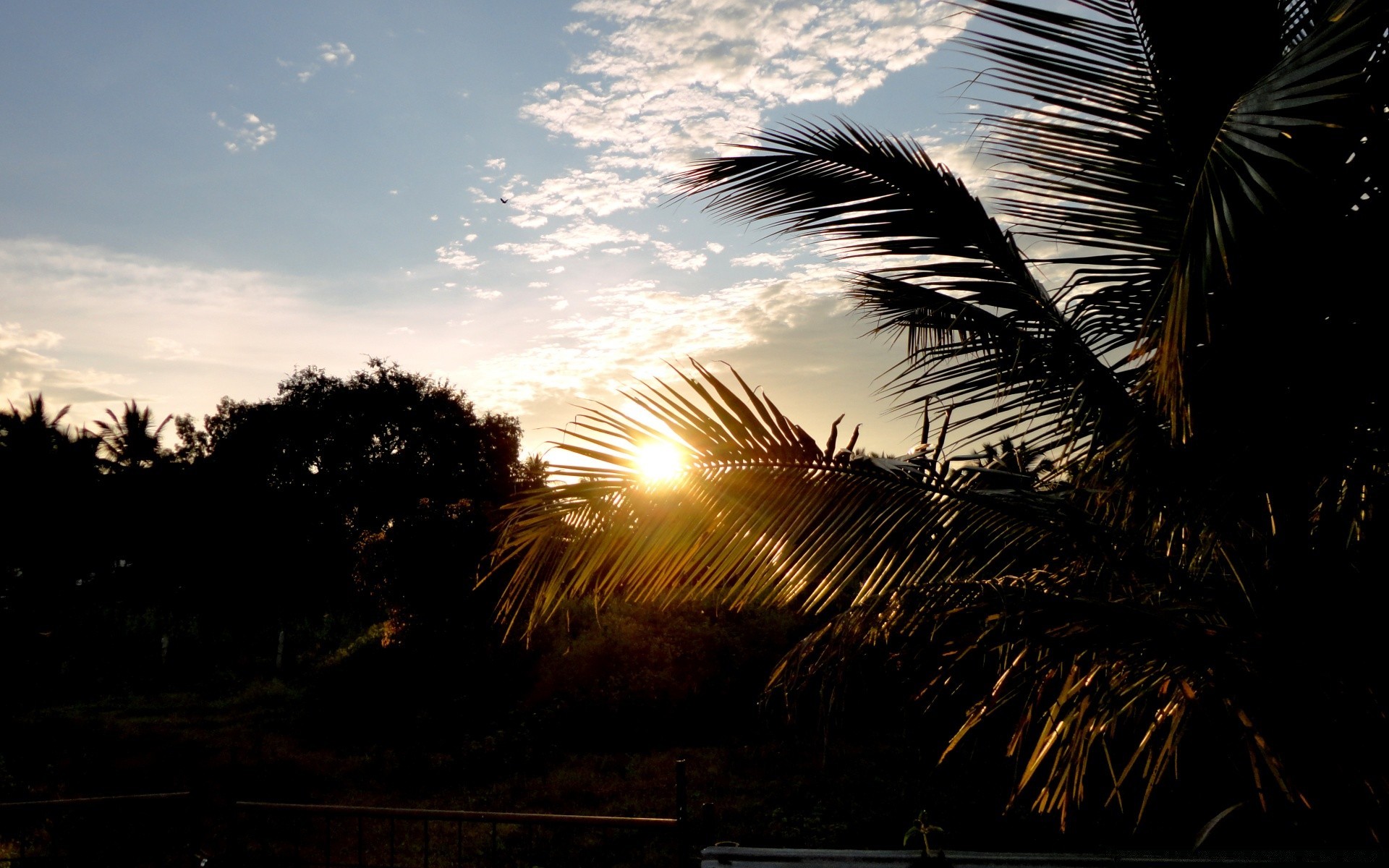 paysage plage coucher de soleil arbre lumière soir silhouette nature paysage aube soleil eau ciel à l extérieur mer rétro-éclairé crépuscule voyage océan