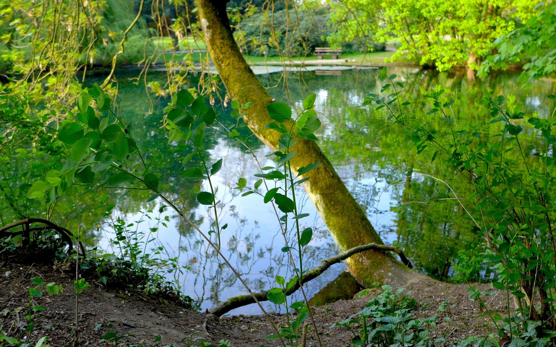 manzara doğa yaprak ahşap ağaç flora açık havada yaz manzara sezon sonbahar çevre şube park bahçe büyüme renk dışarıda kırsal sahne