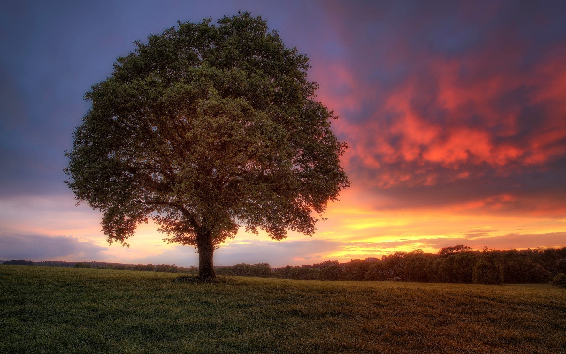 landscapes landscape tree sunset dawn sun evening sky backlit nature outdoors silhouette fall light countryside