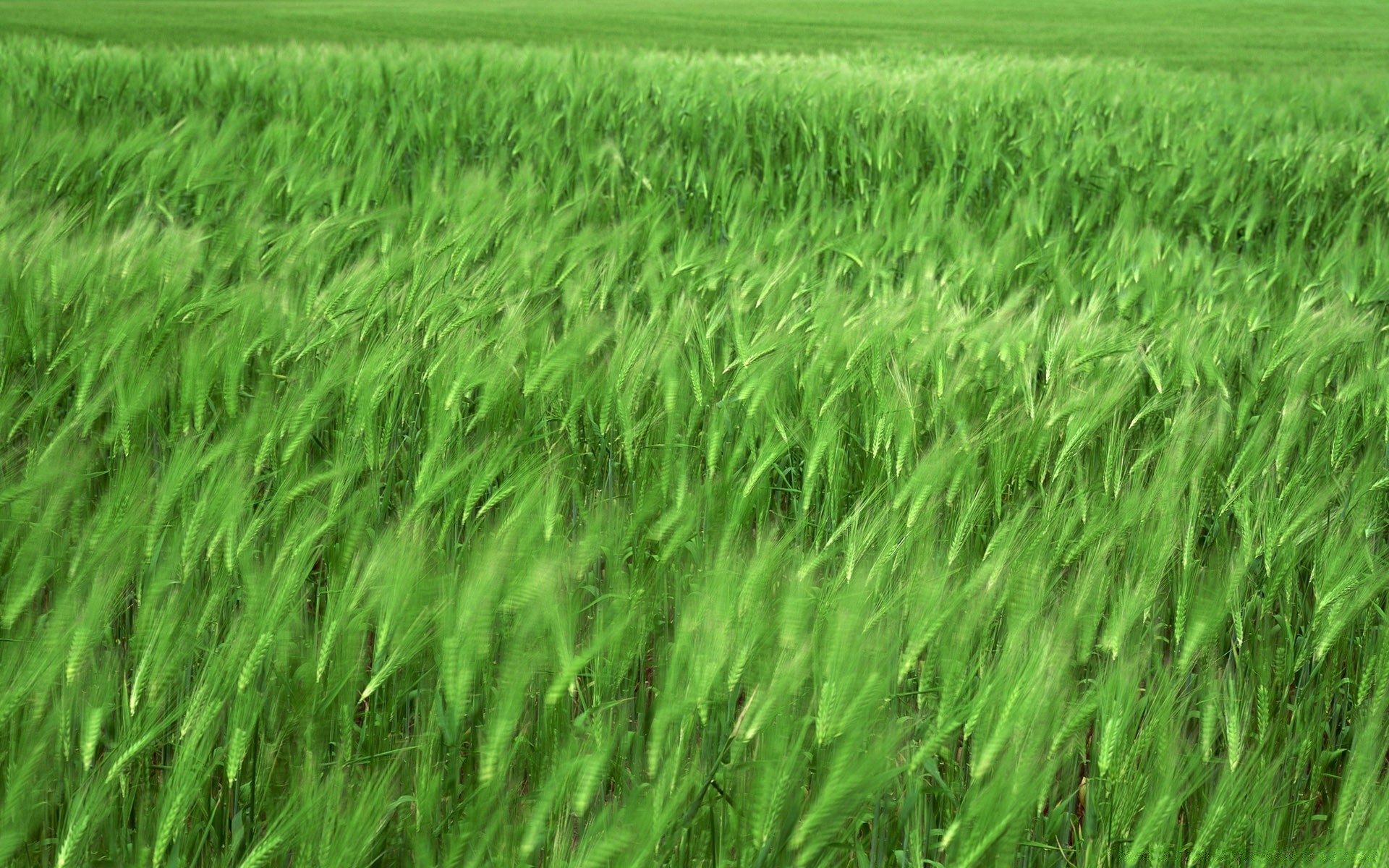 paysage champ rural pâturage croissance ferme agriculture sol herbe flocons été flore foin environnement campagne blé récolte pays scène terres agricoles luxuriante