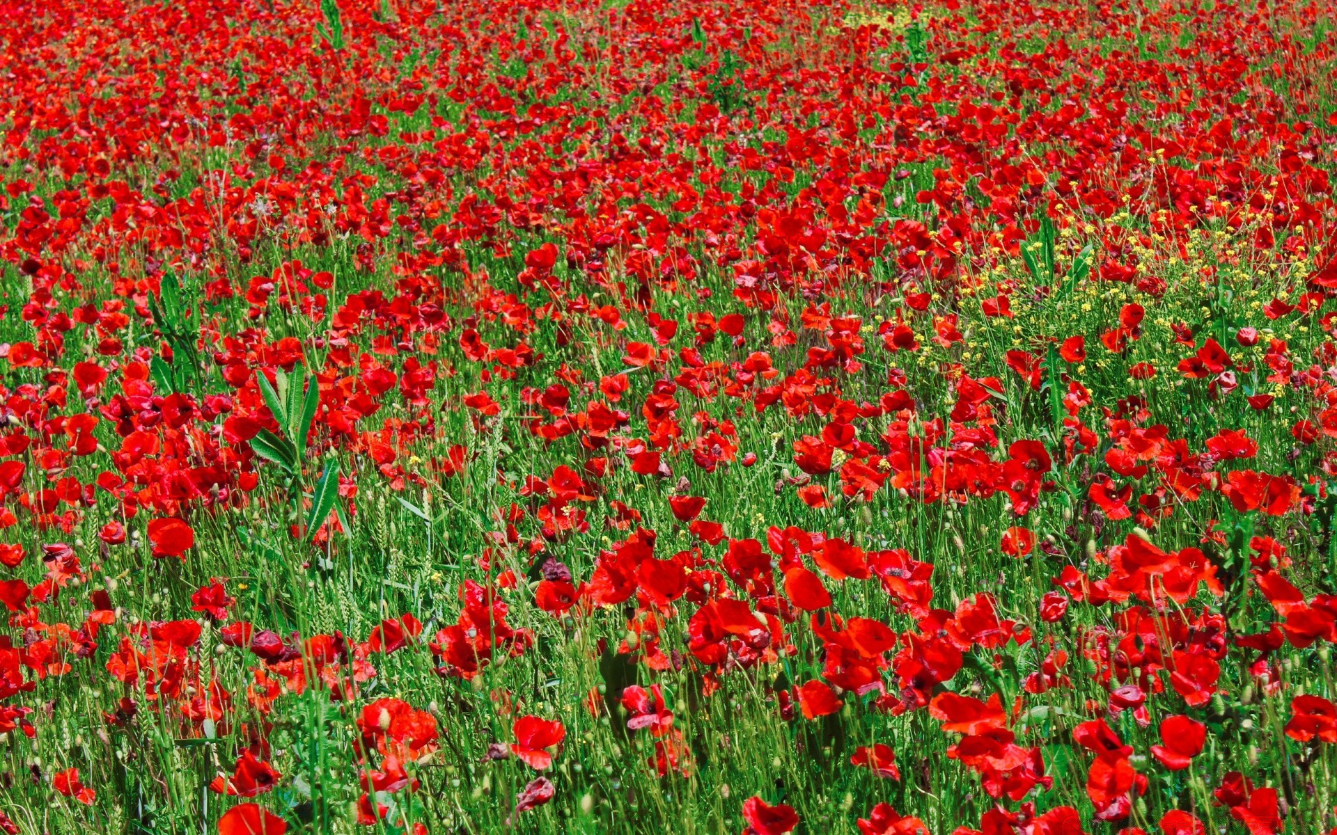 paisagens flor campo poppy flora natureza verão feno jardim floral blooming pétala crescimento estação grama cor folha tulipa rural ao ar livre brilhante