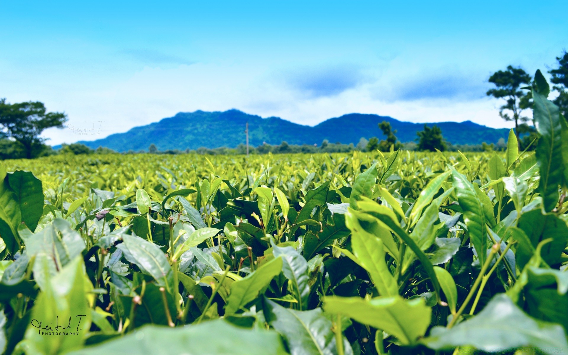 paisagem agricultura flora campo crescimento natureza folha fazenda verão rural colheita comida pasto ao ar livre paisagem bom tempo temporada campo milho