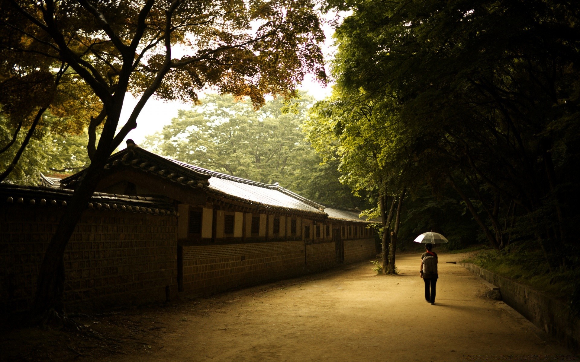 景观 树 光 公园 木材 道路 景观 树荫 秋天 黎明 旅行