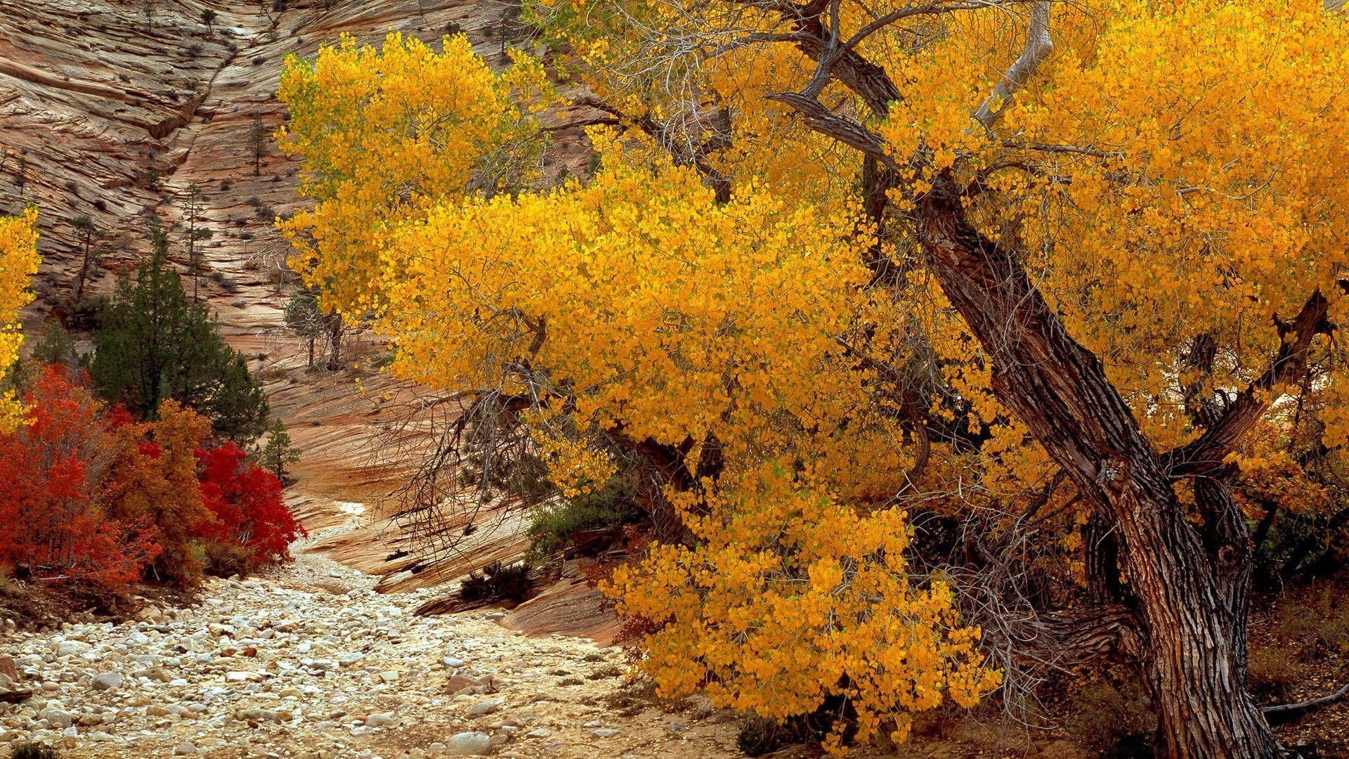 paesaggio autunno albero foglia natura paesaggio all aperto parco in legno stagione flora ramo acero colore ambiente scenic