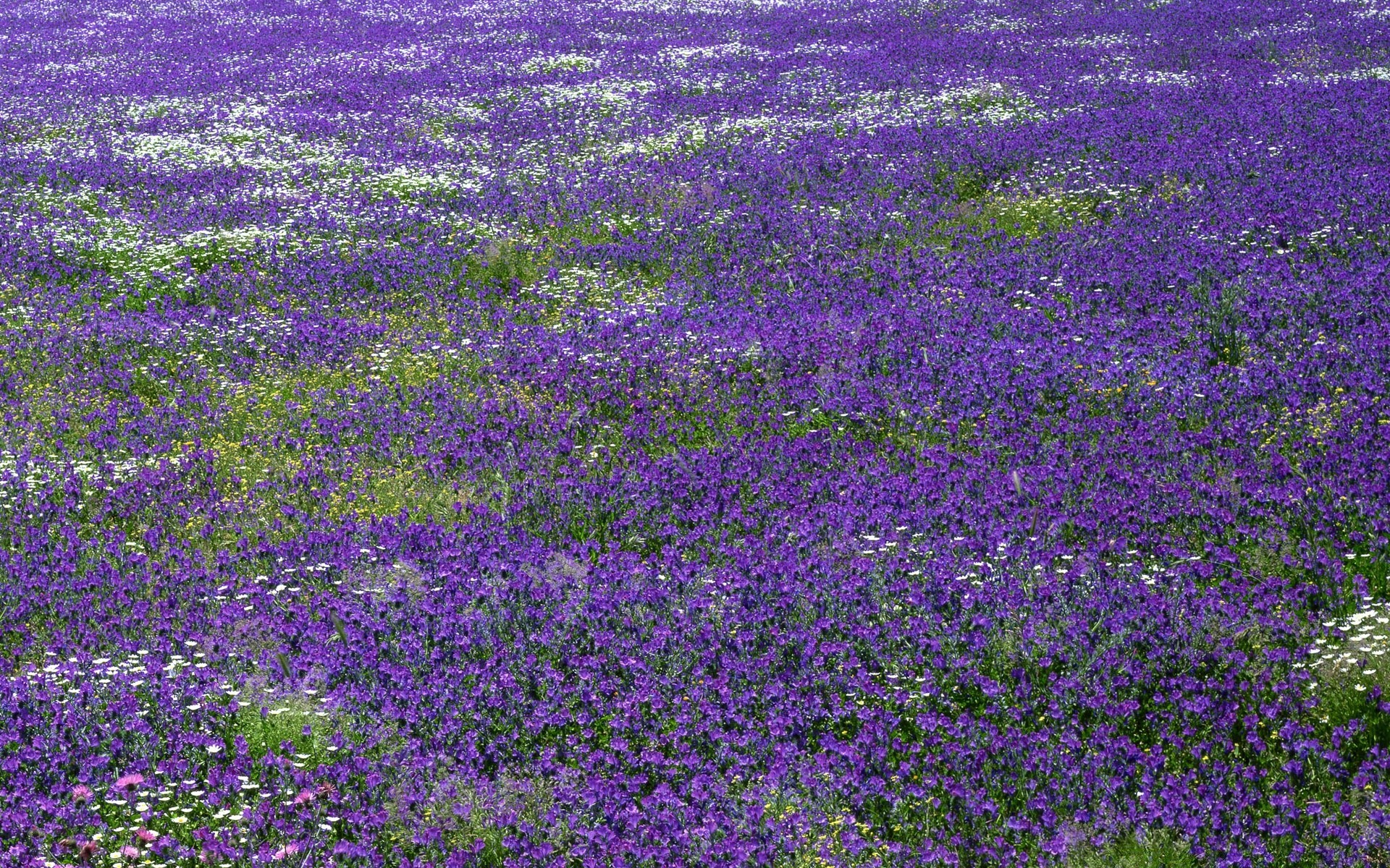 krajobrazy kwiat flora natura pole siano kwiatowy wiejskich lato na zewnątrz ogród liść wzrost bluming krajobraz violet kolor rolnictwo wsi trawa