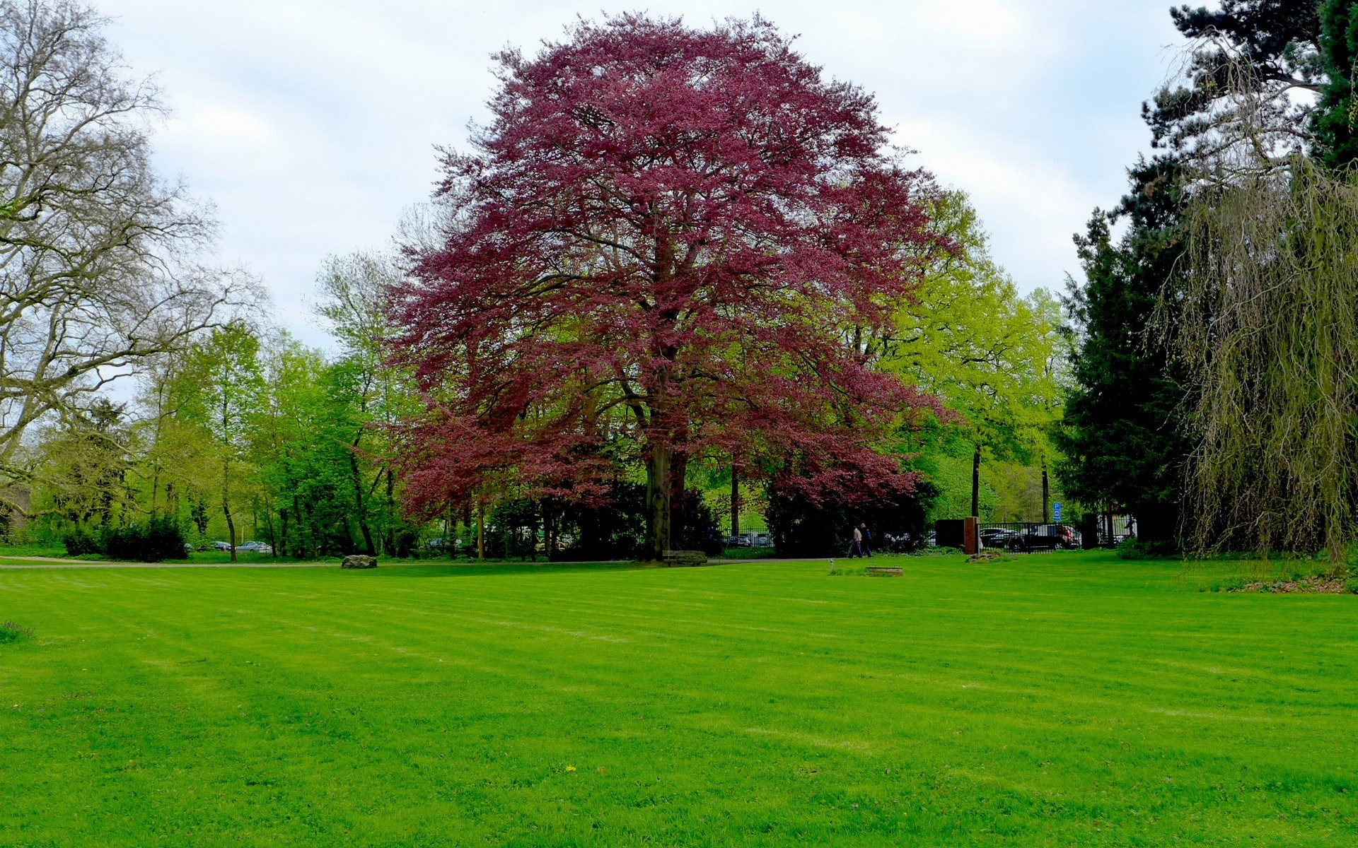 landscapes park tree grass lawn landscape nature season wood leaf sight scene bright garden scenic summer fair weather environment outside scenery