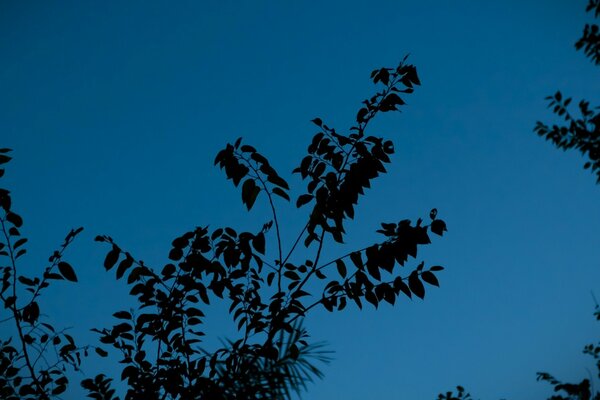 Paesaggio albero natura foglie