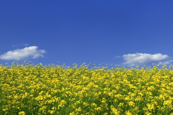 Paisaje de campo de flores amarillas