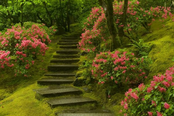 公园里的风景，花园里的树木