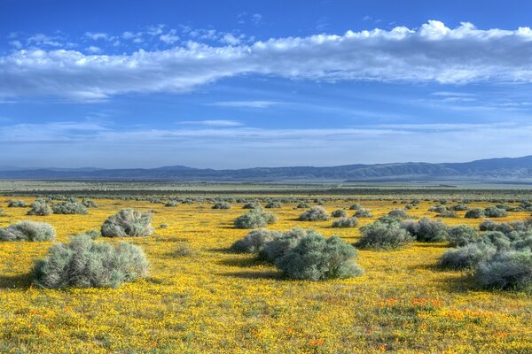 Cespugli verdi su un campo giallo