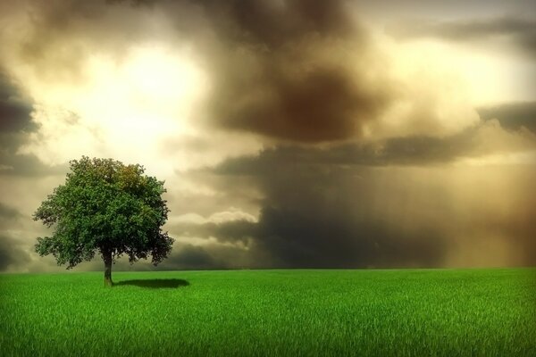 A lonely tree in a green meadow