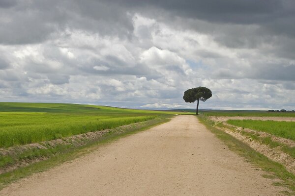 Düsterer Himmel über der Straße in einem Feld mit einem einsamen Baum