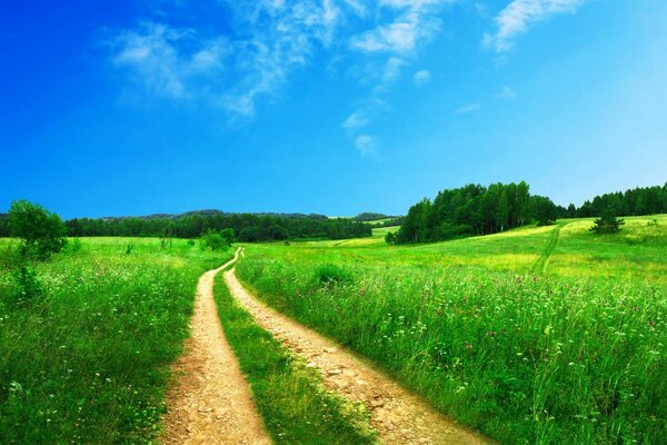 Schöne Straße auf dem Feld, die in den Wald führt